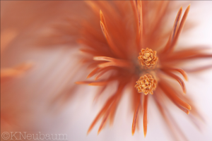 Nature & Landscapes Photography Portfolio Example of a extreme close-up macro of an orange pine tree needles